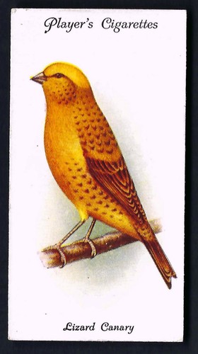 Player aviary and cage - player,