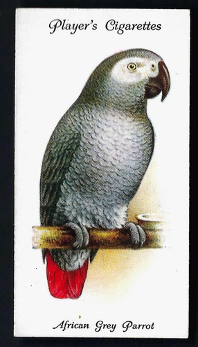 Player aviary and cage - aviary, birds