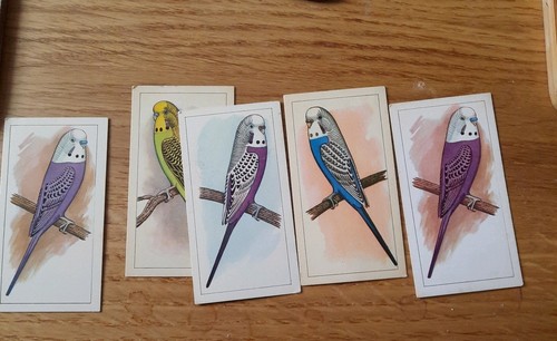 Birds caperns picture aviary - birds,