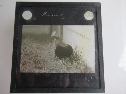 Bird garden aviary - bird, garden/