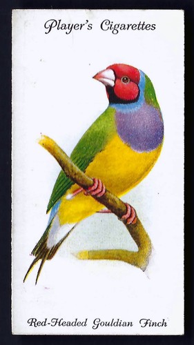 Player aviary and cage - player,