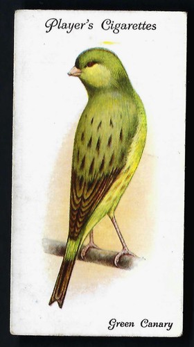 Player aviary and cage birds - and,