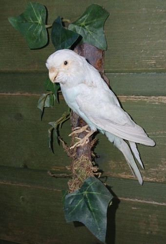 Blue white budgie pet aviary - blue/white,