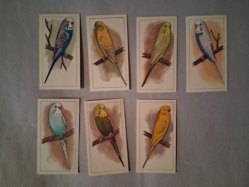 Caperns picture aviary - aviary,