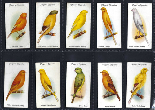 Player aviary and - player,