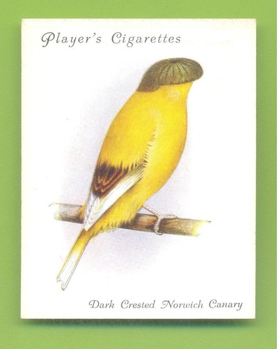 Aviary cage birds 2 - &, birds.no.2