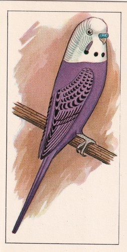 Capern trade card - seed),