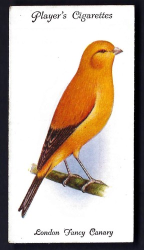 Player aviary and - aviary, birds