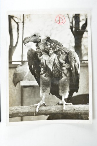 Vulture bird prey perched - vulture,