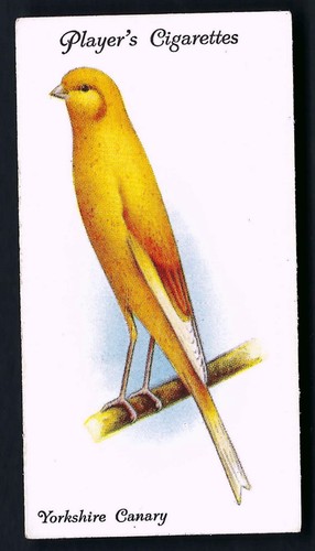 Player aviary and cage - -,