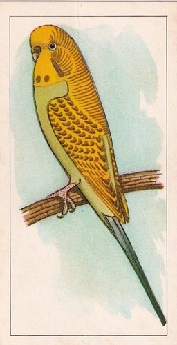 Capern trade card - (bird,