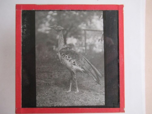 Bird garden aviary glass - garden/,