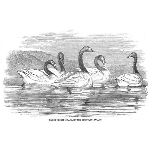 Black necked swans - black, the