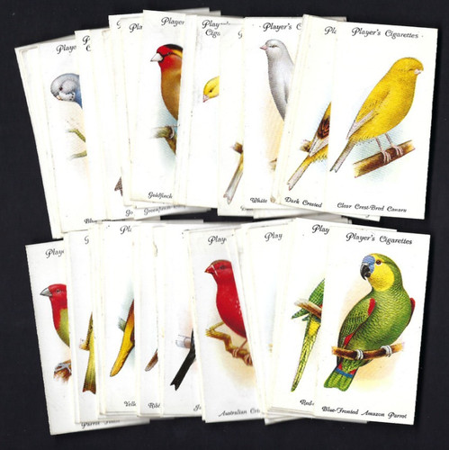 Player aviary and cage birds - player,