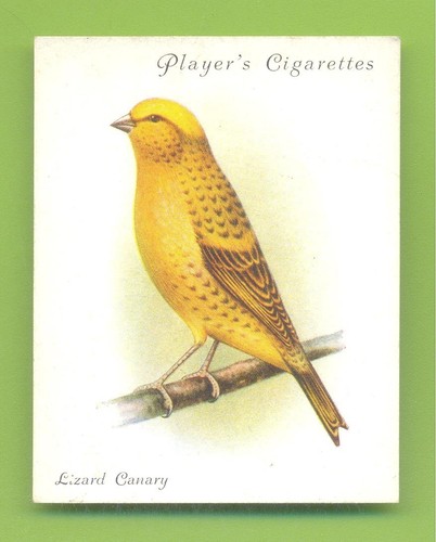 Aviary cage birds no - aviary, &