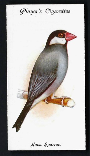 Player aviary and cage birds - -,