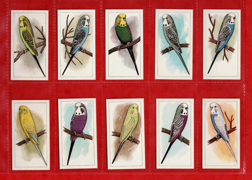 Birds caperns picture - picture, aviary