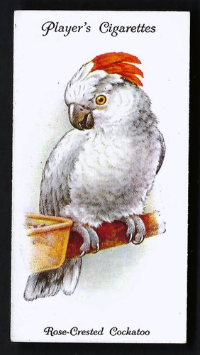 Player aviary and cage - aviary, birds