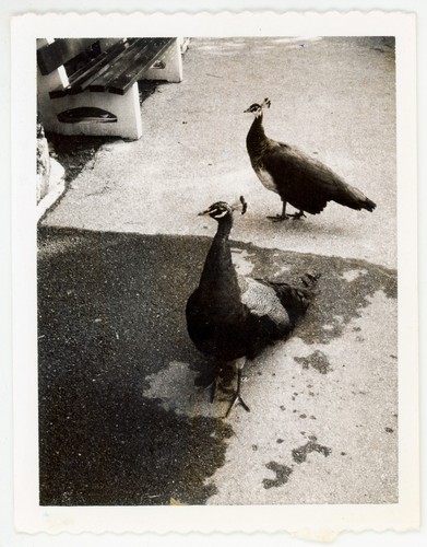 Vintage photo beautiful - photo,