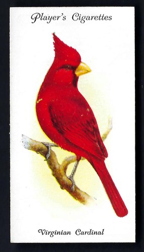 Player aviary and cage birds - aviary,