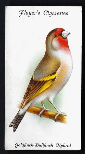 Player aviary and cage birds - player,