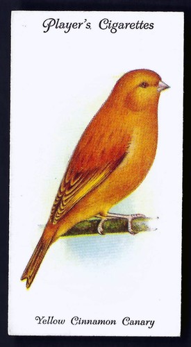 Player aviary and cage - aviary,
