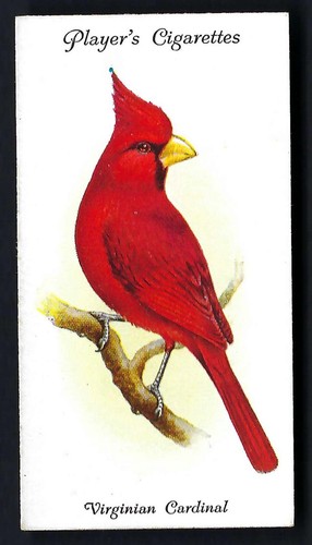 Player aviary and cage - player, birds