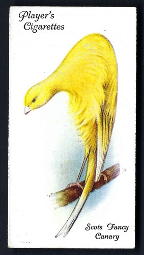 Player aviary and cage - -,