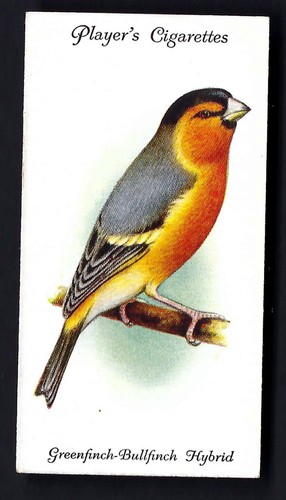 Player aviary and - player, birds