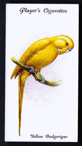 Player aviary and cage - player,
