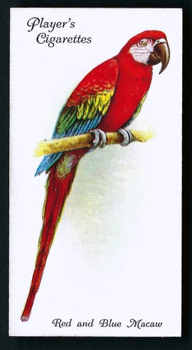 Player aviary and cage birds - player,