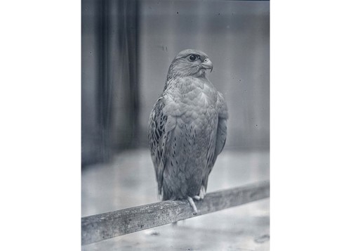 1920s raptor bird prey - 1920s, of