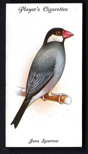 Player aviary and - player,