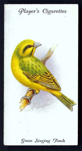 Player aviary and cage - aviary,
