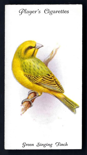 Player aviary and cage - player, birds