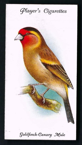 Player aviary and - aviary, cage