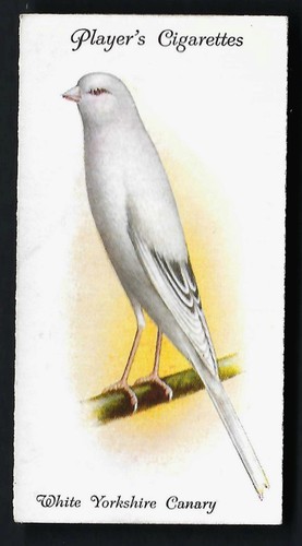 Player aviary and - cage, birds