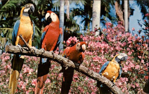 Florida sunken gardens - florida, red