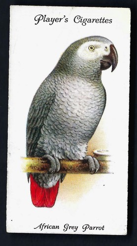 Player aviary and - player, cage