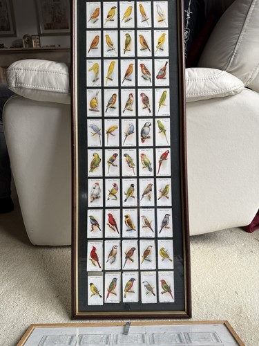 Player aviary and cage - aviary,