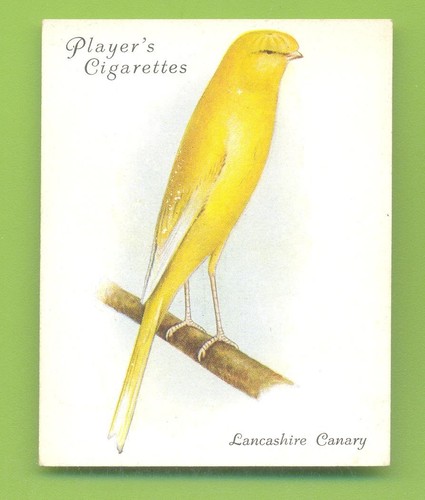 Aviary cage birds - &, birds.no.7