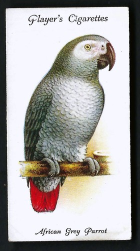 Player aviary and cage - player,
