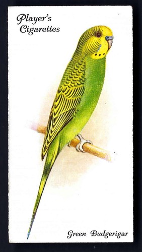 Player aviary and cage - player,