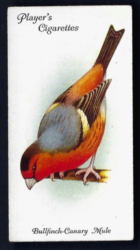 Player aviary and cage birds - player,
