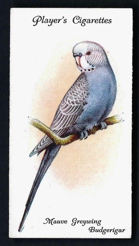 Player aviary and - player,