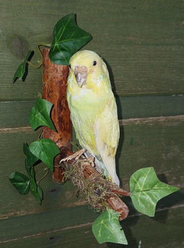 Taxidermy yellow budgie - yellow, pet