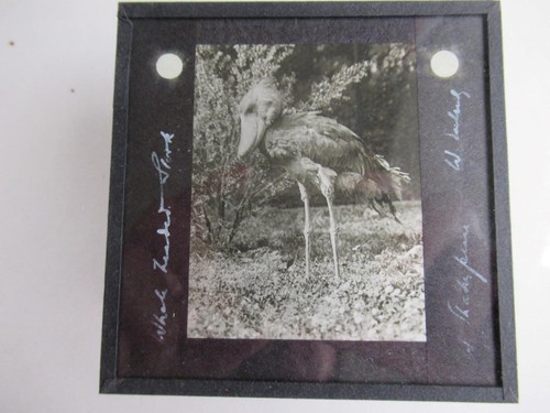Bird garden aviary glass - bird,