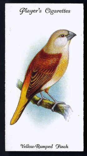 Player aviary and cage birds - aviary,