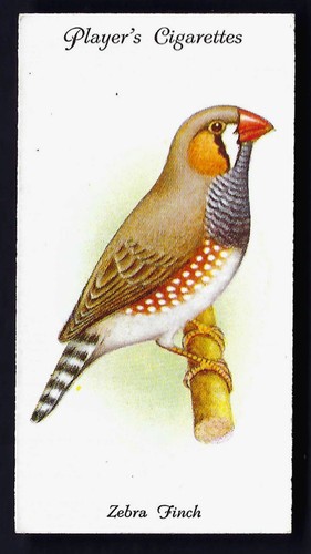 Player aviary and cage - and, birds