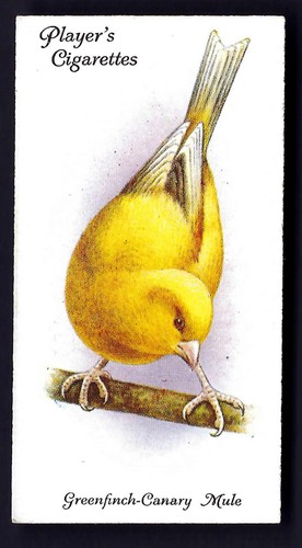 Player aviary and - player,